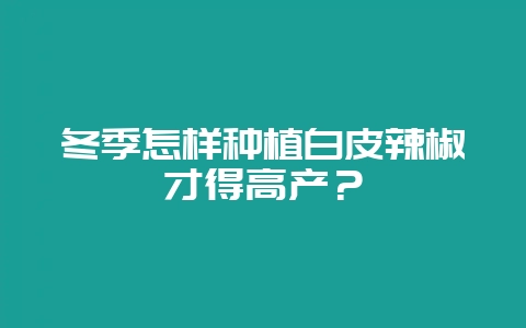 冬季怎样种植白皮辣椒才得高产？-会东网