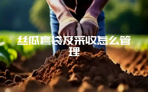 丝瓜套袋及采收怎么管理-会东网