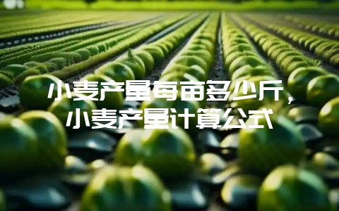 小麦产量每亩多少斤,小麦产量计算公式插图 小麦产量每亩多少斤,小麦产量计算公式插图