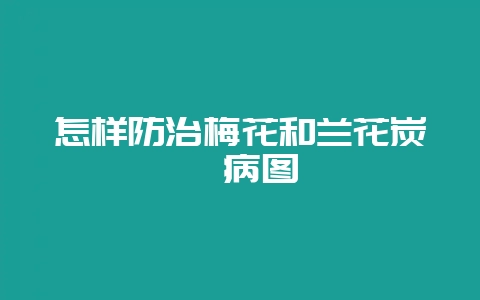 怎样防治梅花和兰花炭疽病图-会东网