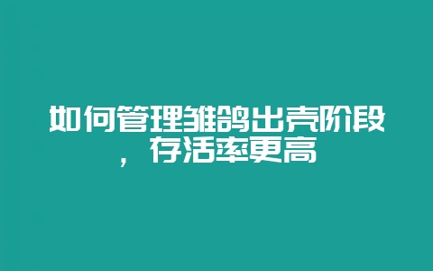 如何管理雏鸽出壳阶段,存活率更高-会东网