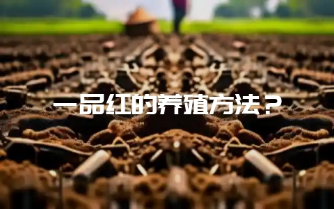 一品红的养殖方法？-会东网
