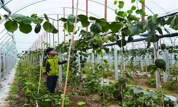 夏季大棚樱桃管理技术的四个注意事项-会东网
