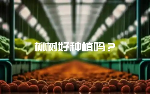 柳树好种植吗？-会东网