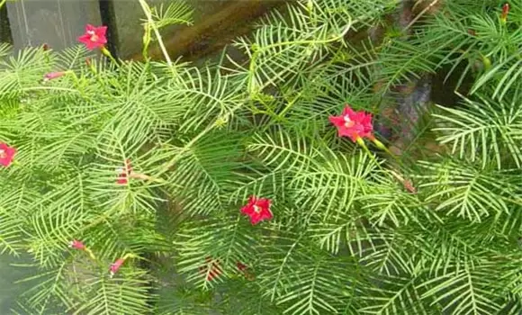 茑萝怎么种 茑萝种植的方法与技术要点-会东网