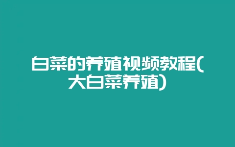 白菜的养殖视频教程(大白菜养殖)插图 白菜的养殖视频教程(大白菜养殖)插图