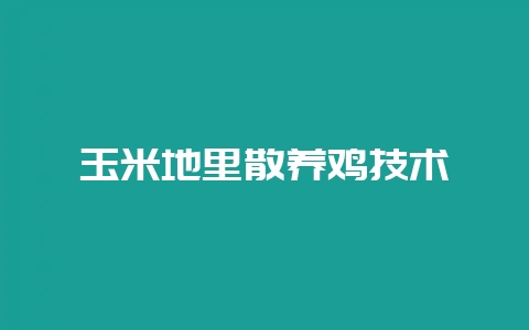玉米地里散养鸡技术-会东网