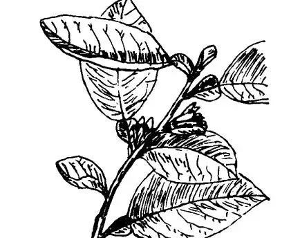 代代花的功效与作用-会东网