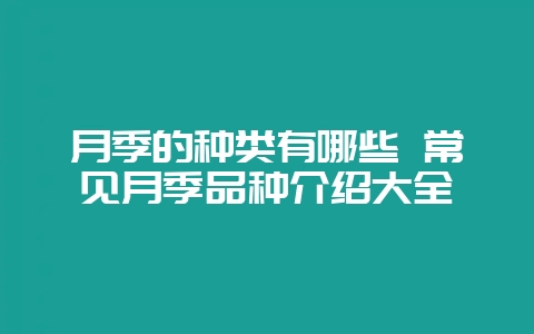 月季的种类有哪些 常见月季品种介绍大全插图 月季的种类有哪些 常见月季品种介绍大全插图