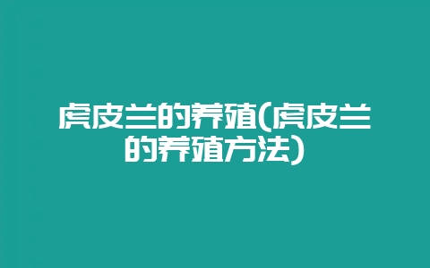虎皮兰的养殖(虎皮兰的养殖方法)插图 虎皮兰的养殖(虎皮兰的养殖方法)插图