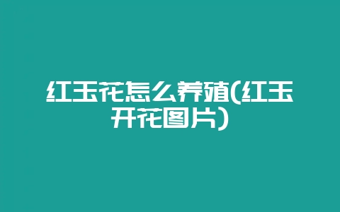 红玉花怎么养殖(红玉开花图片)-会东网