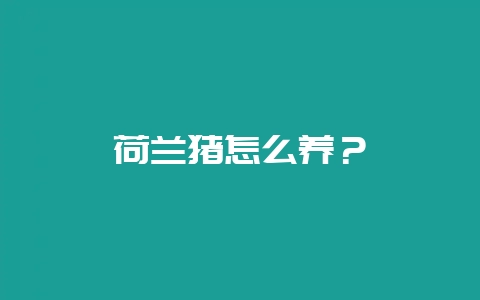 荷兰猪怎么养？-会东网