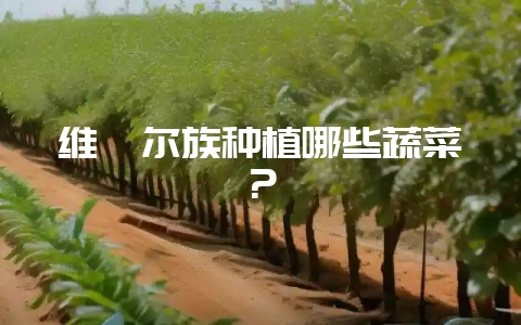 维吾尔族种植哪些蔬菜？-会东网