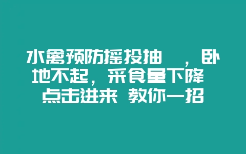 水禽预防摇头抽搐，卧地不起，采食量下降 点击进来 教你一招-会东网