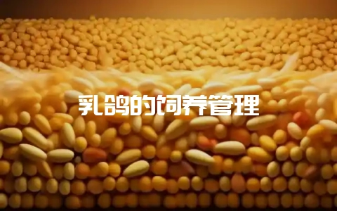 乳鸽的饲养管理插图 乳鸽的饲养管理插图