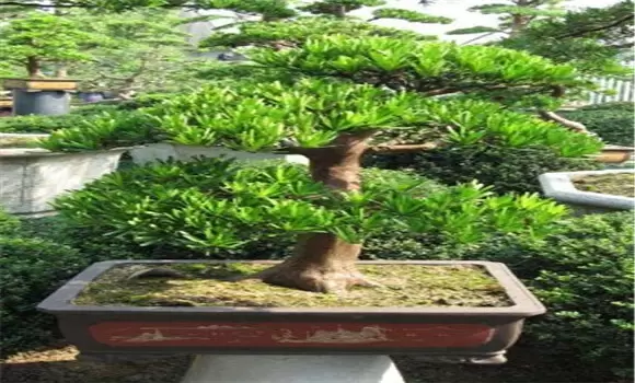 桑树盆景的制作与管理技术要点-会东网