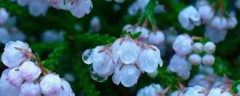 欧石楠耐寒多少度-会东网