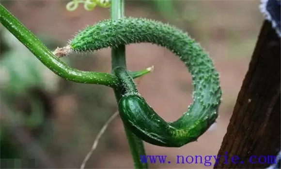 黄瓜畸形是什么原因造成的 黄瓜畸形瓜防治方法-会东网