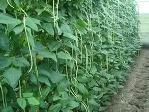 豆角整枝效益高 豆角种植方法-会东网