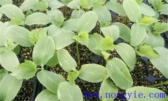 黄瓜苗什么时候育苗好 黄瓜苗怎么管理-会东网