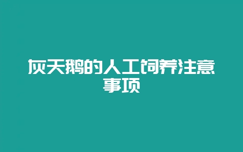 灰天鹅的人工饲养注意事项插图 灰天鹅的人工饲养注意事项插图