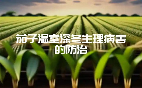 茄子温室深冬生理病害的防治-会东网