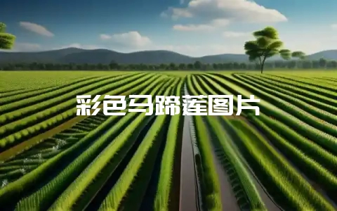 彩色马蹄莲图片-会东网