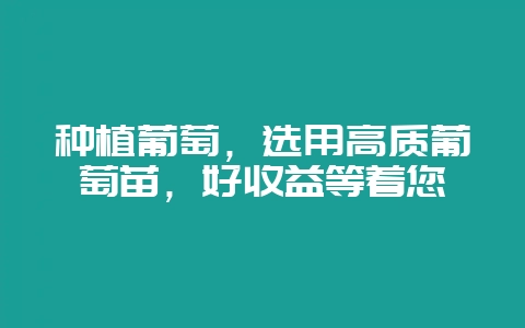 种植葡萄，选用高质葡萄苗，好收益等着您-会东网
