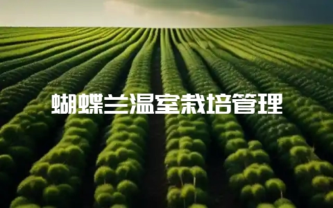蝴蝶兰温室栽培管理-会东网
