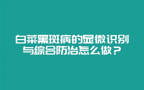 白菜黑斑病的显微识别与综合防治怎么做?插图 白菜黑斑病的显微识别与综合防治怎么做?插图