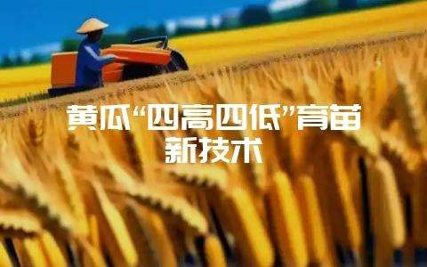 黄瓜“四高四低”育苗新技术-会东网