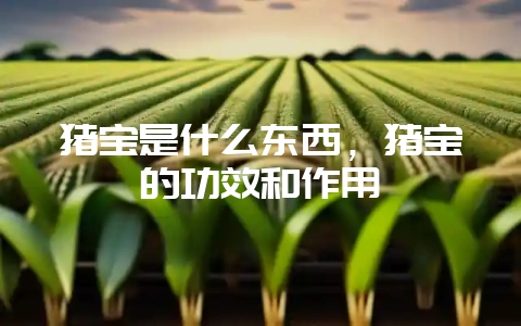 猪宝是什么东西，猪宝的功效和作用-会东网