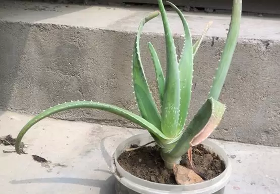 芦荟叶子发黄干瘪枯萎怎么办 是什么原因导致的-会东网