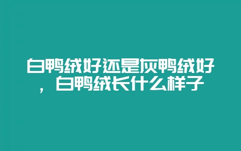 白鸭绒好还是灰鸭绒好,白鸭绒长什么样子插图 白鸭绒好还是灰鸭绒好,白鸭绒长什么样子插图