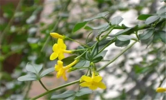 如何栽培迎春花 迎春花种植方法-会东网