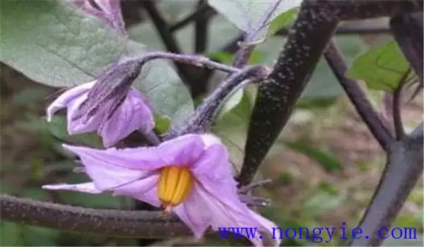 越冬茬茄子落花落果的原因及防治方法-会东网