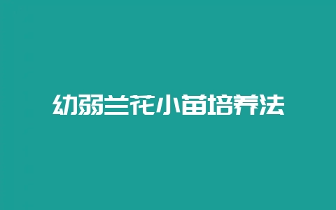 幼弱兰花小苗培养法-会东网