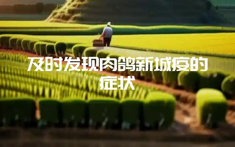 及时发现肉鸽新城疫的症状插图 及时发现肉鸽新城疫的症状插图