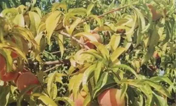桃树缺钾是什么症状 出现桃树缺钾怎么办-会东网