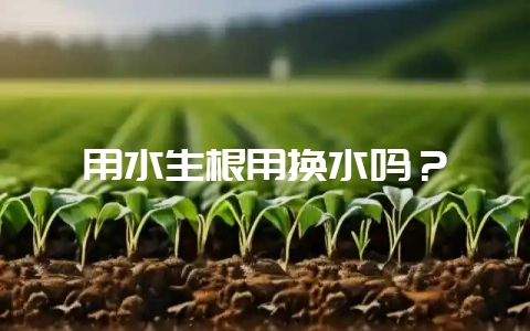 用水生根用换水吗？-会东网