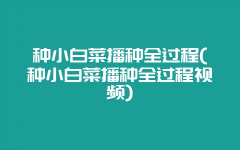种小白菜播种全过程(种小白菜播种全过程视频)-会东网
