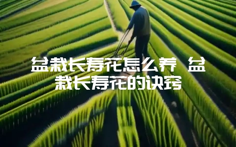 盆栽长寿花怎么养 盆栽长寿花的诀窍-会东网