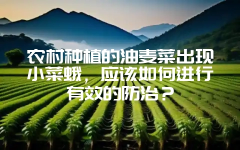 农村种植的油麦菜出现小菜蛾，应该如何进行有效的防治？-会东网