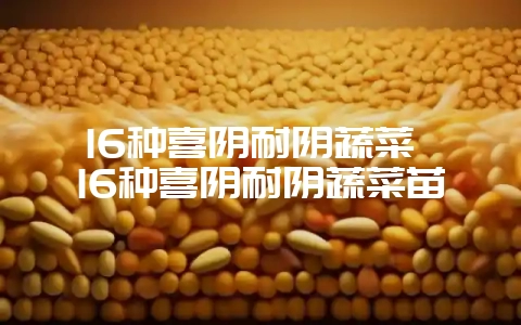 16种喜阴耐阴蔬菜 16种喜阴耐阴蔬菜苗-会东网