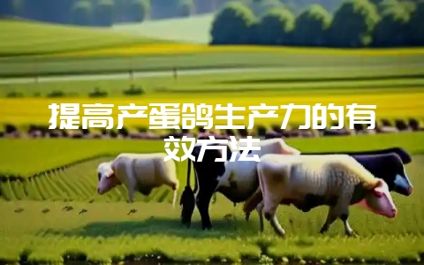 提高产蛋鸽生产力的有效方法-会东网