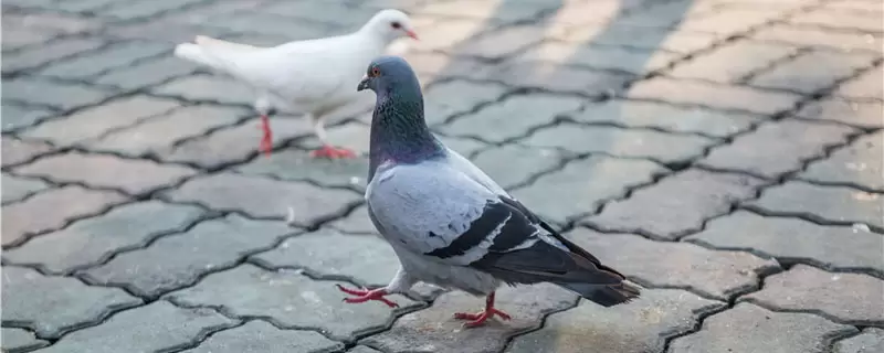 如何养鸽子，准备合适的养殖场所-会东网