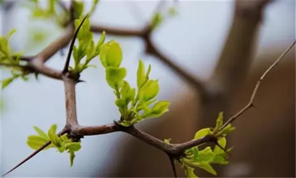 春季枣树嫁接时间和方法 枣树春季嫁接技术要点-会东网