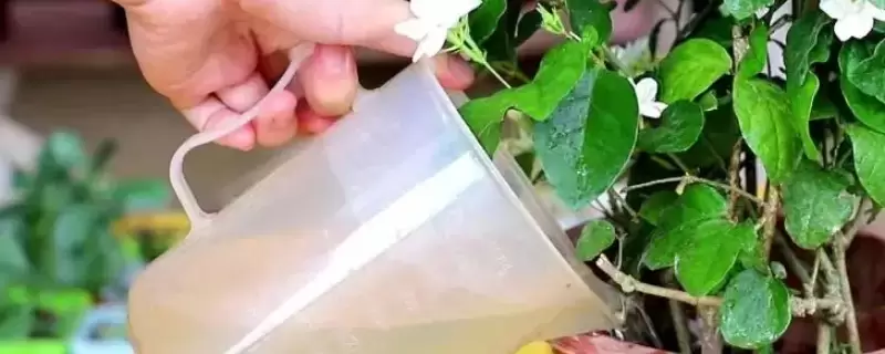 隔夜茶水能浇花吗-会东网