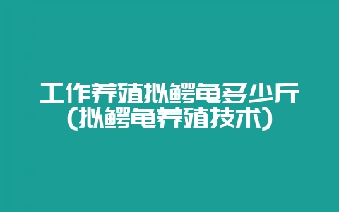 工作养殖拟鳄龟多少斤(拟鳄龟养殖技术)-会东网