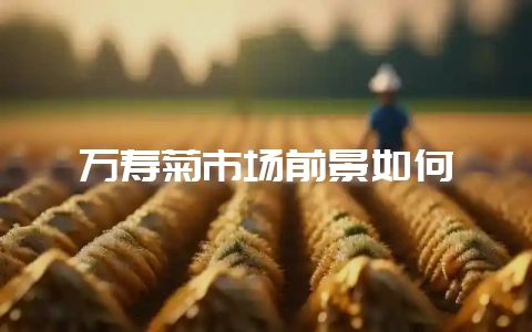 万寿菊市场前景如何-会东网